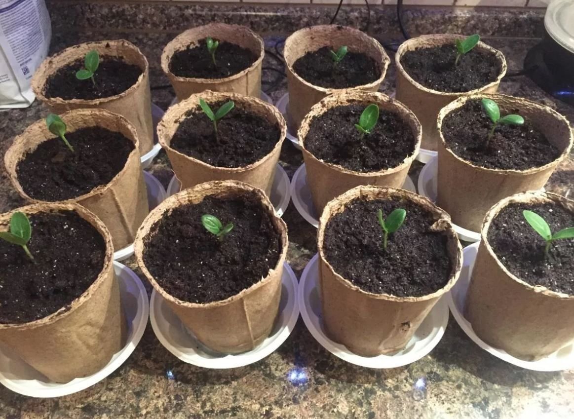 Как посадить огурцы в стаканчики на рассаду