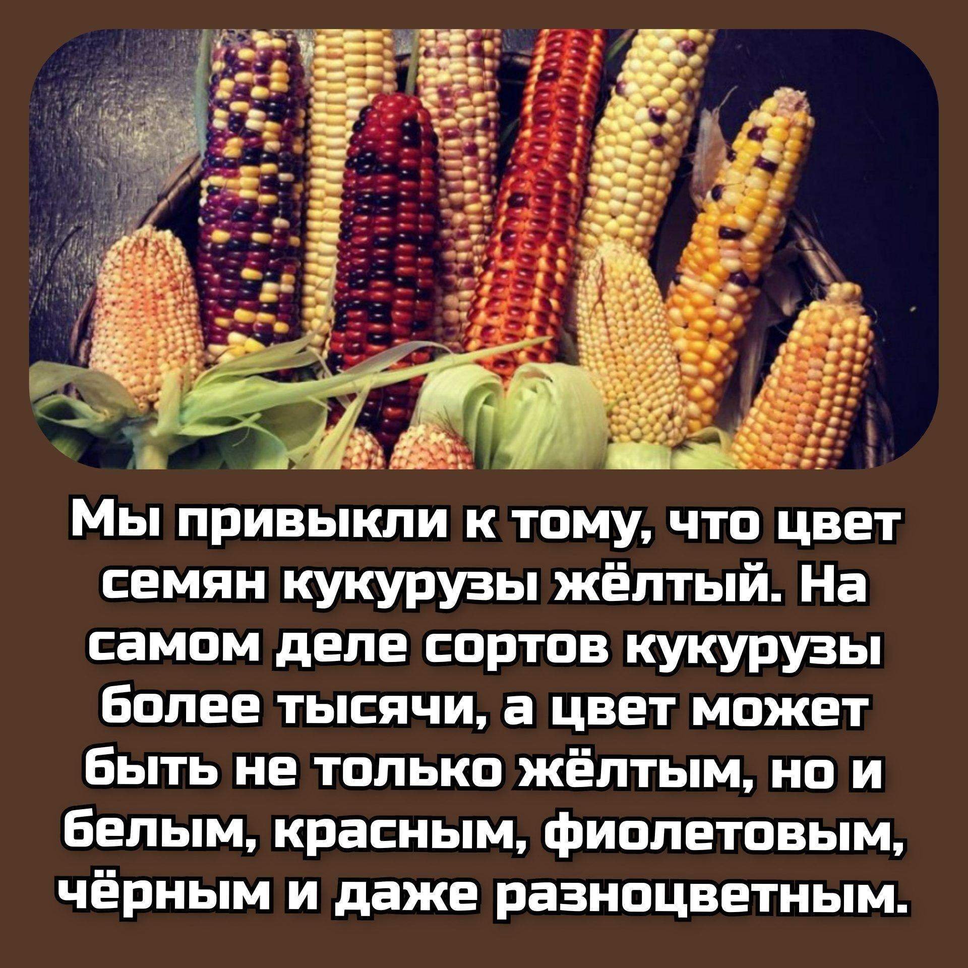 Сообщение про кукурузу. Интересные факты о кукурузе. Интересный материал о кукурузе. Краткие факты о кукурузе. Интересные факты о кукурузе 3 класс.