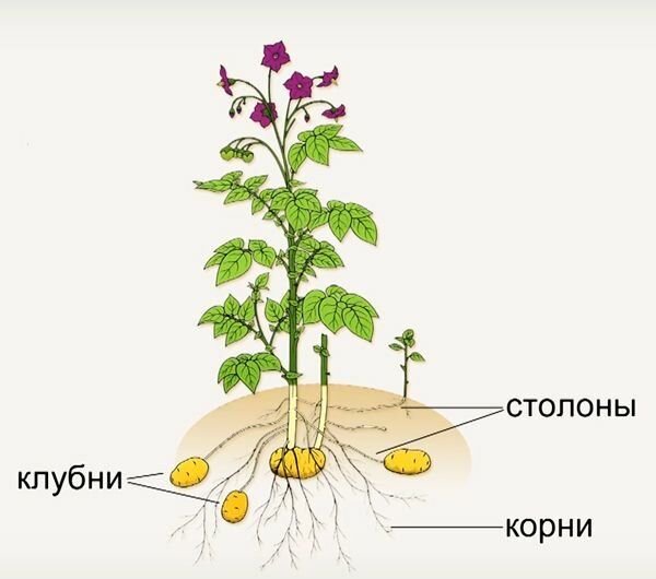 Столон корень. Строение столона картофеля. Клубень и столоны картофеля. Столон картофеля рисунок. Куст картофеля столоны.