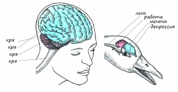 Рисунок строение головного мозга птицы