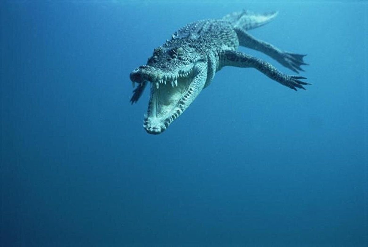 Морской крокодил фото где обитает