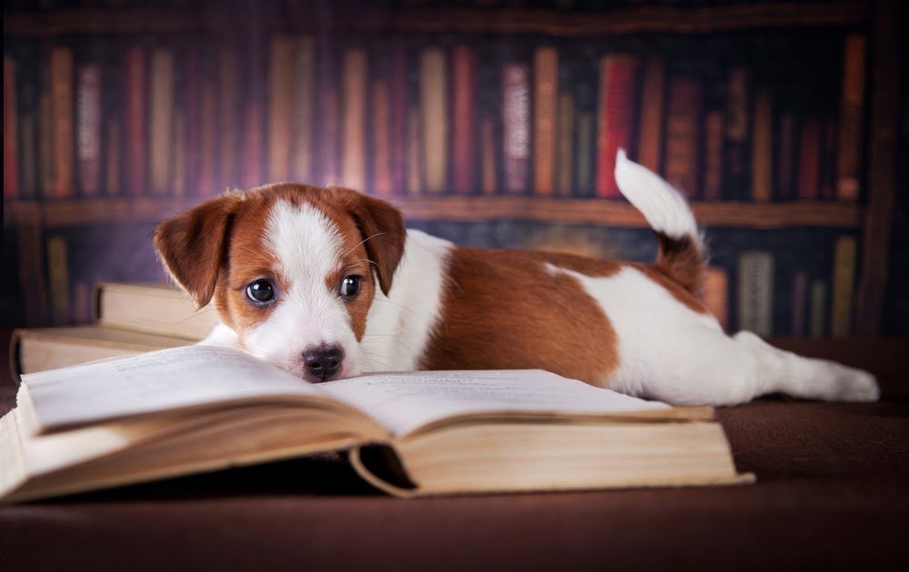 Любишь животных читай. Джек-Рассел-терьер. Собака с книжкой. Книги про собак. Книга про собачку.