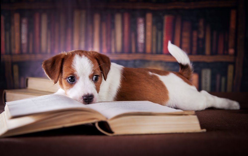 Reading dogs. Книги про собак. Собака с книжкой. Собачка с книгой. Книжка про собачку.