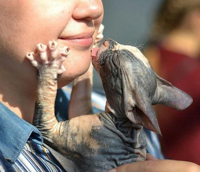 Лысая кошка донской сфинкс. Сфинкс (порода кошек). Канадский сфинкс фавн. Донской сфинкс розовый. Котята канадский сфинкс описание.