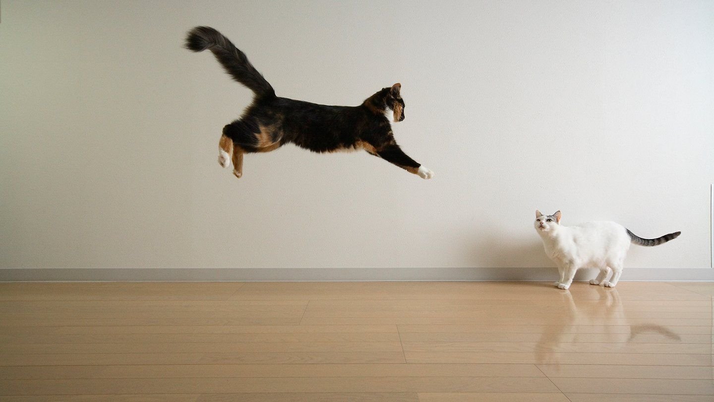 Кошачья квадробика. Кошка в прыжке. Летающие коты. Котенок прыгает. Котик в полете.