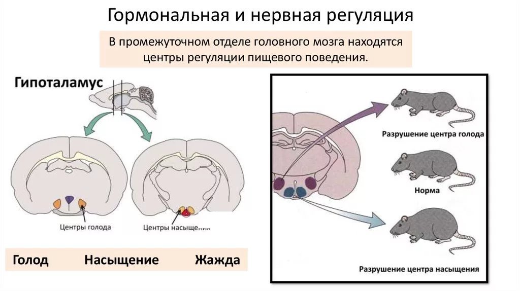 Жажда эмоция. Центр сытости и голода. Жажду и голод регулирует. Физиологические механизмы голода. Голод и жажда.