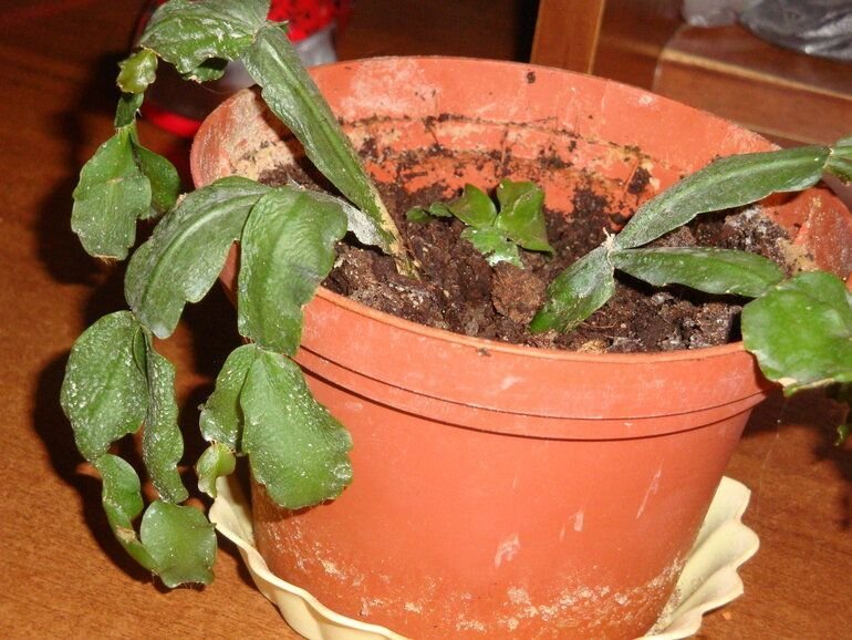 Декабрист русселиана. Шлюмбергера бакли рипсалидопсис. Эпифиллум фузариоз. Зигокактус шлюмбергера бордовый. Декабрист цветок чахнет.