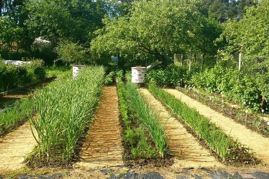 агроспан - 60. огород по джону джевонсу. мульчирование междурядий малины. росла на меже. дорожки между грядками.