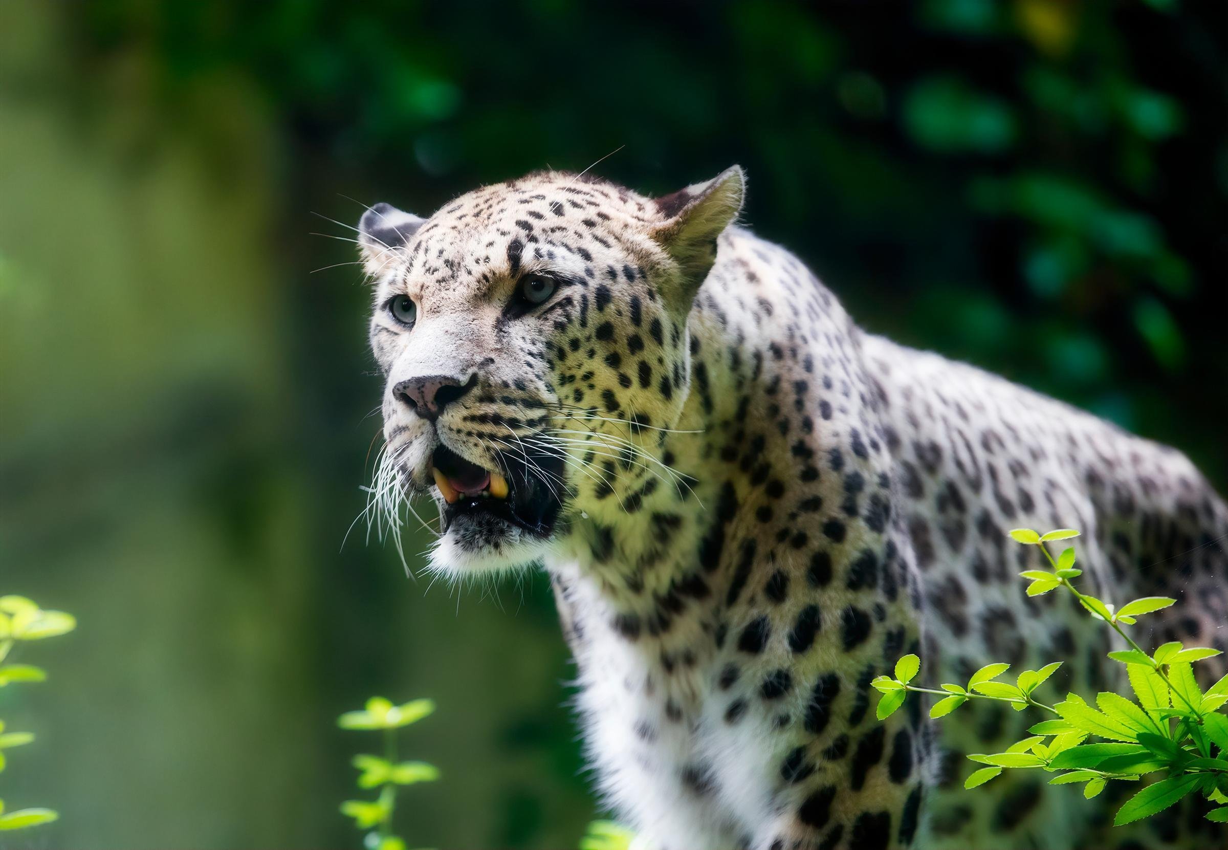 Переднеазиатский леопард ареал обитания