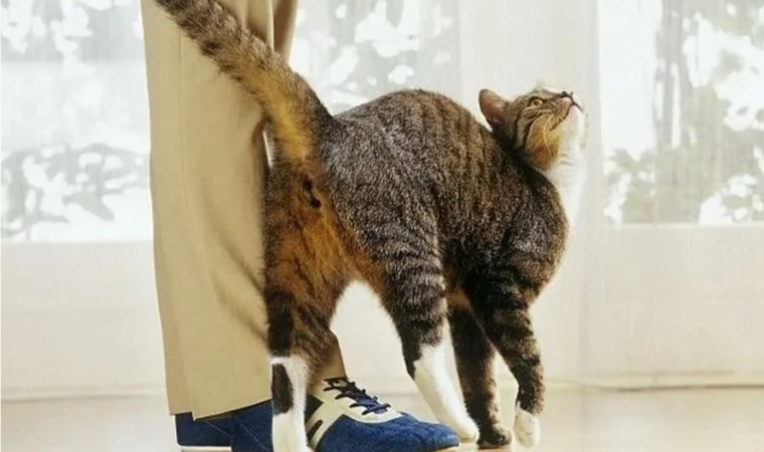 Попа кота. Почему кошка поворачивается задом к хозяину. Почему кошка поворачивается задом к хозяину. Кошачьи бубенчики. Почему кошка поворачивается задом к хозяину.