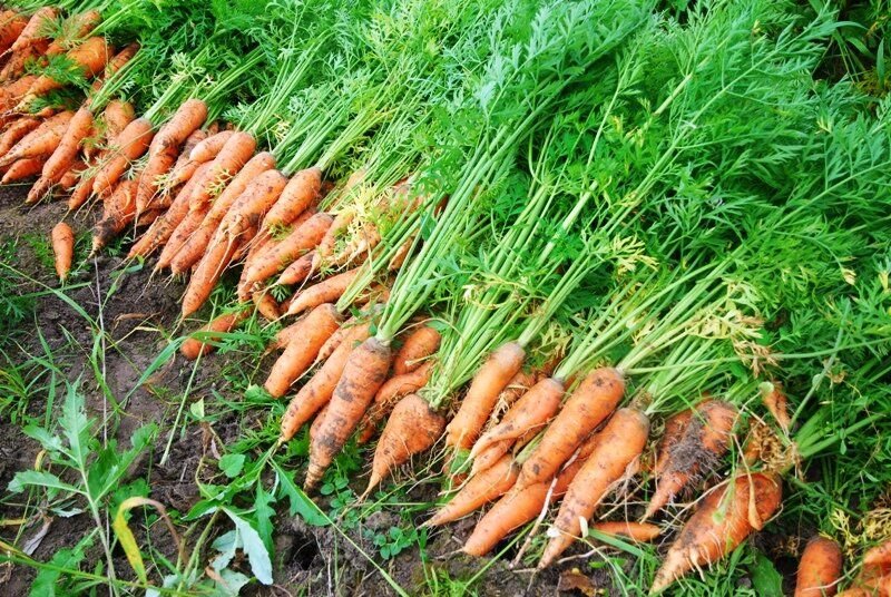 Как вырастить хороший урожай моркови. Морковь. Морковь в огороде. Морковь домашняя. Морковка на грядке.