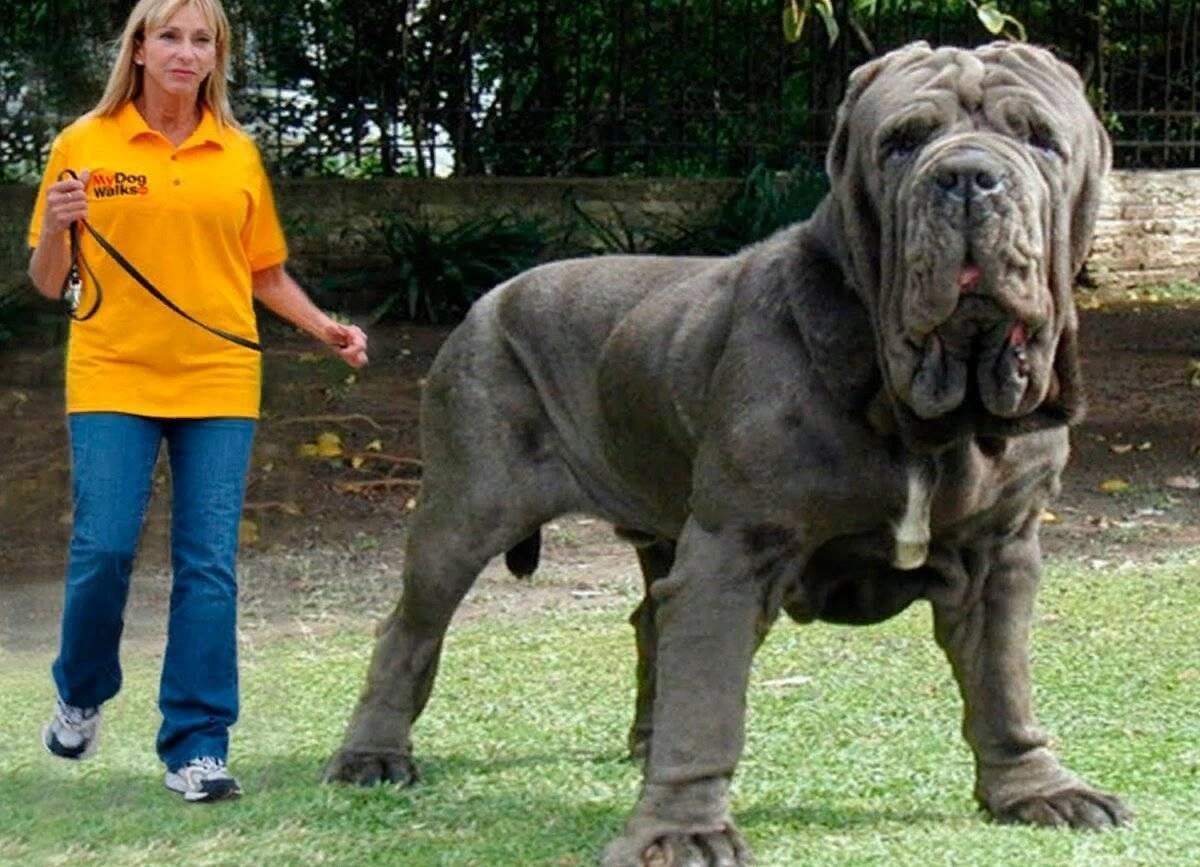 Порода собак больших размеров фото и названия