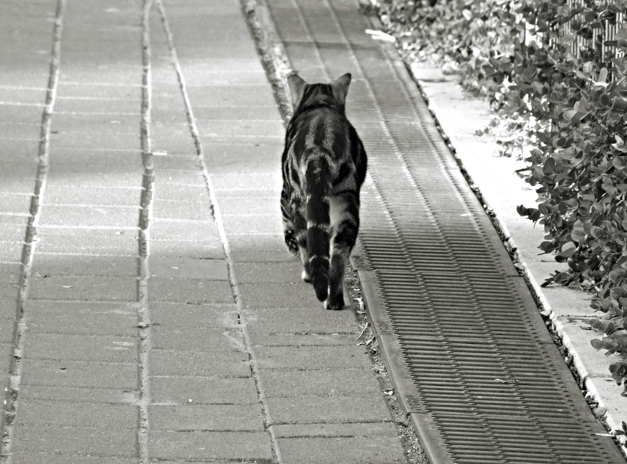 Ковид уйди. Кот уходит. Уходящий кот. Черная кошка уходит. Чёрная кошка перебежала дорогу.