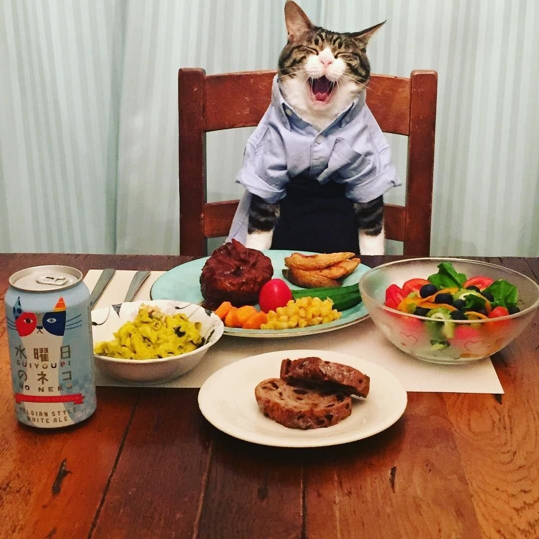 Сходим покушать. Животные и еда. Кот за столом. Кот обед. Кот за столом с едой.