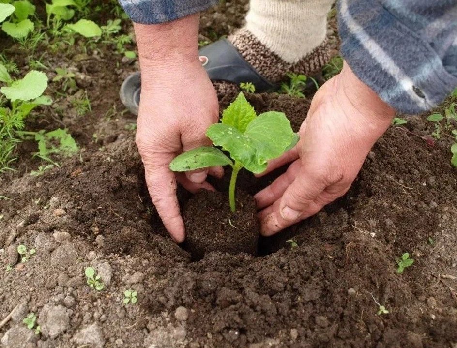 На какую глубину сажать семя