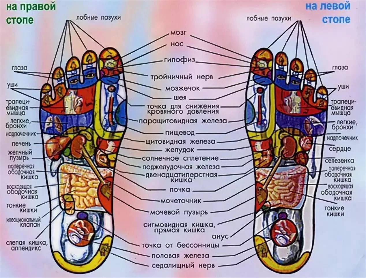 Карта стопы по органам