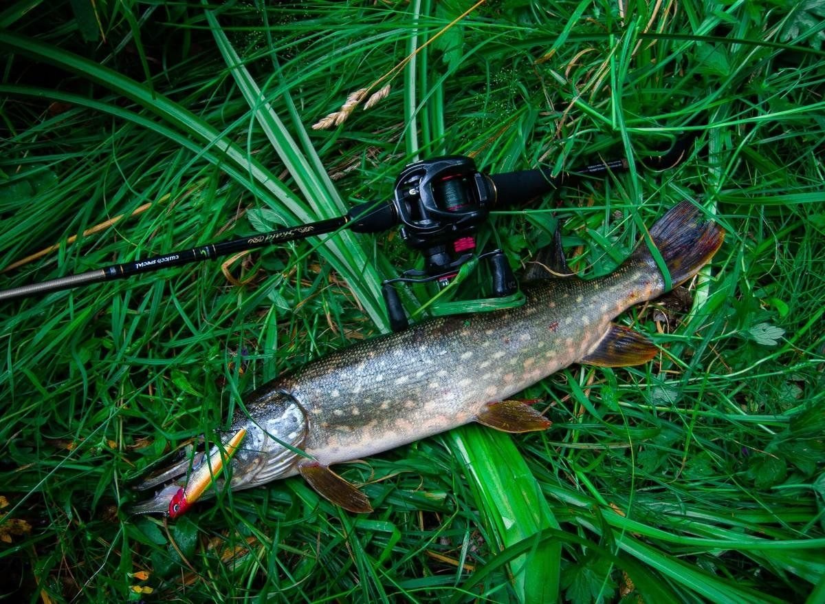 рыбалка на щуку. рыбалка фото. ловля щуки с берега. ловля щуки на живца летом. щука осенью.