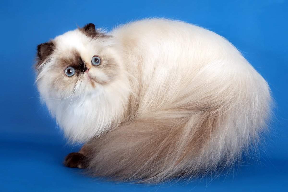 Гималайский кот. Невская гималайская Сиамская кошка. Гималайский персидский кот. Персидская гималайская. Гималайские персидские котята.