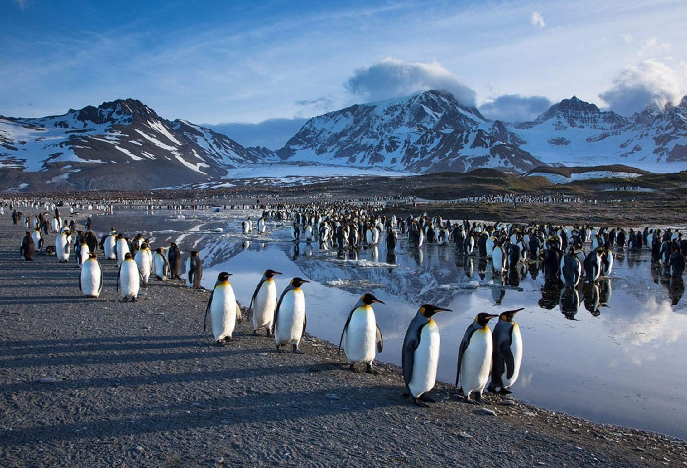 Где обитает пингвин материк. Антарктида. Антарктида материк пингвины. Гренландский Пингвин. Императорский Пингвин Антарктида Континент.
