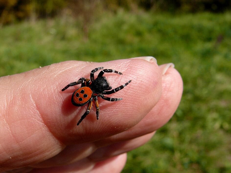 Красный паук с черными точками на спине фото