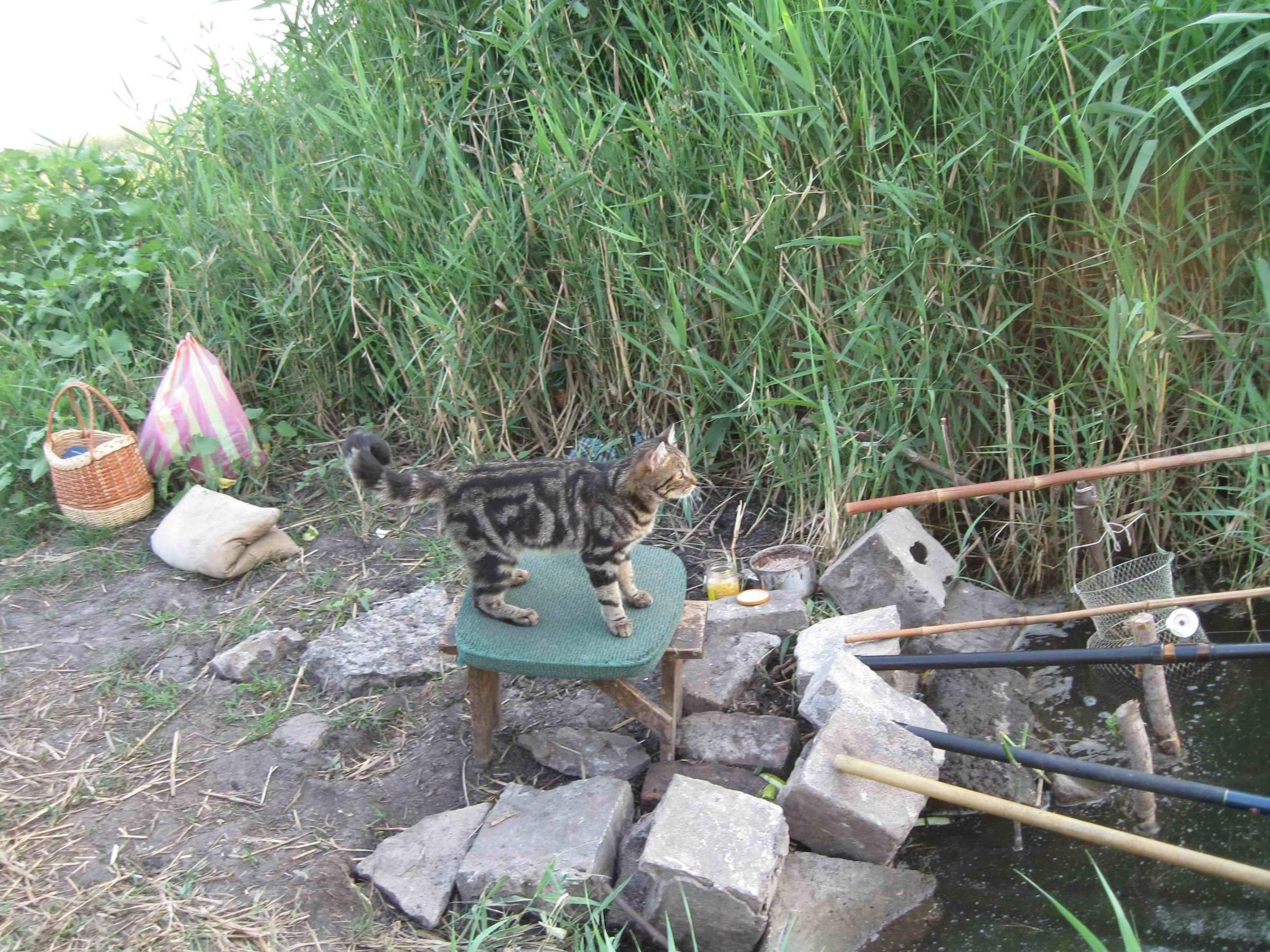 Котики на рыбалке картинки
