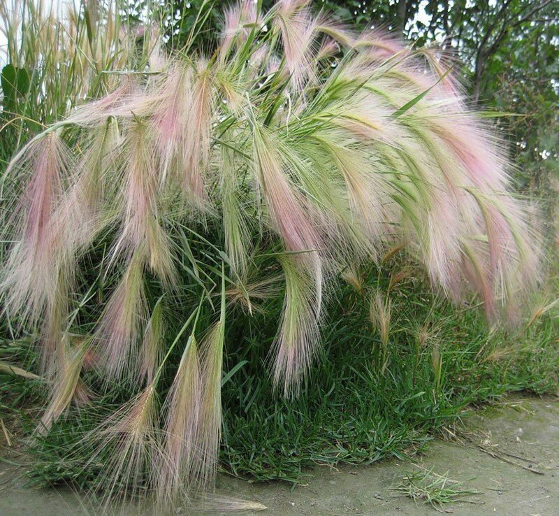 Конский хвост растение фото и описание