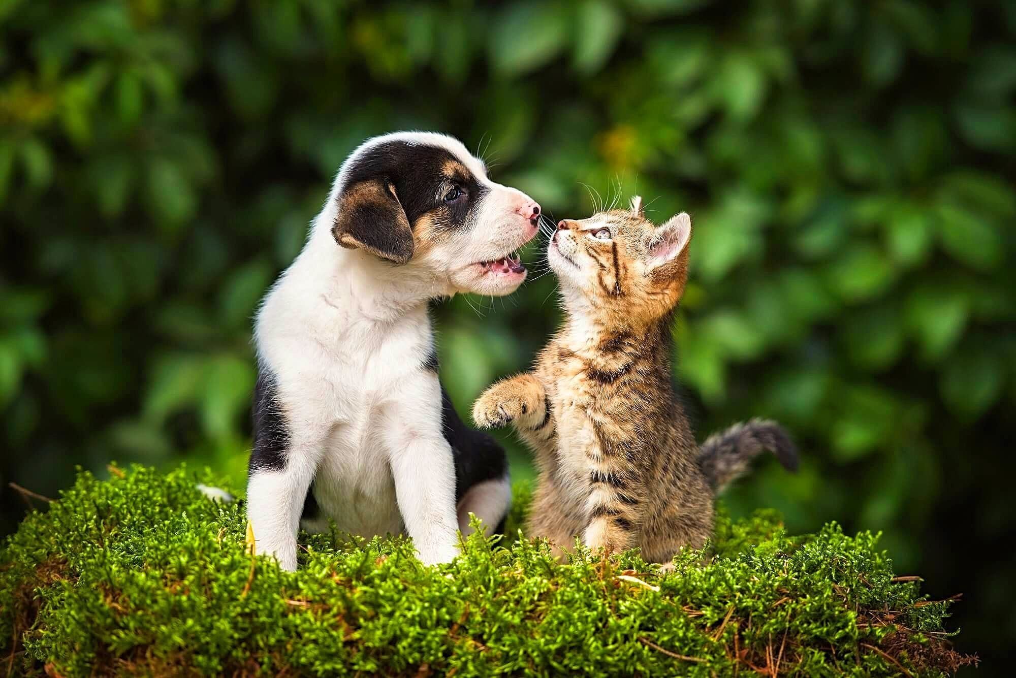 Тема собаки и кошки. Собачки и кошечки. Щенок и котенок. Животные вместе. Кошка.