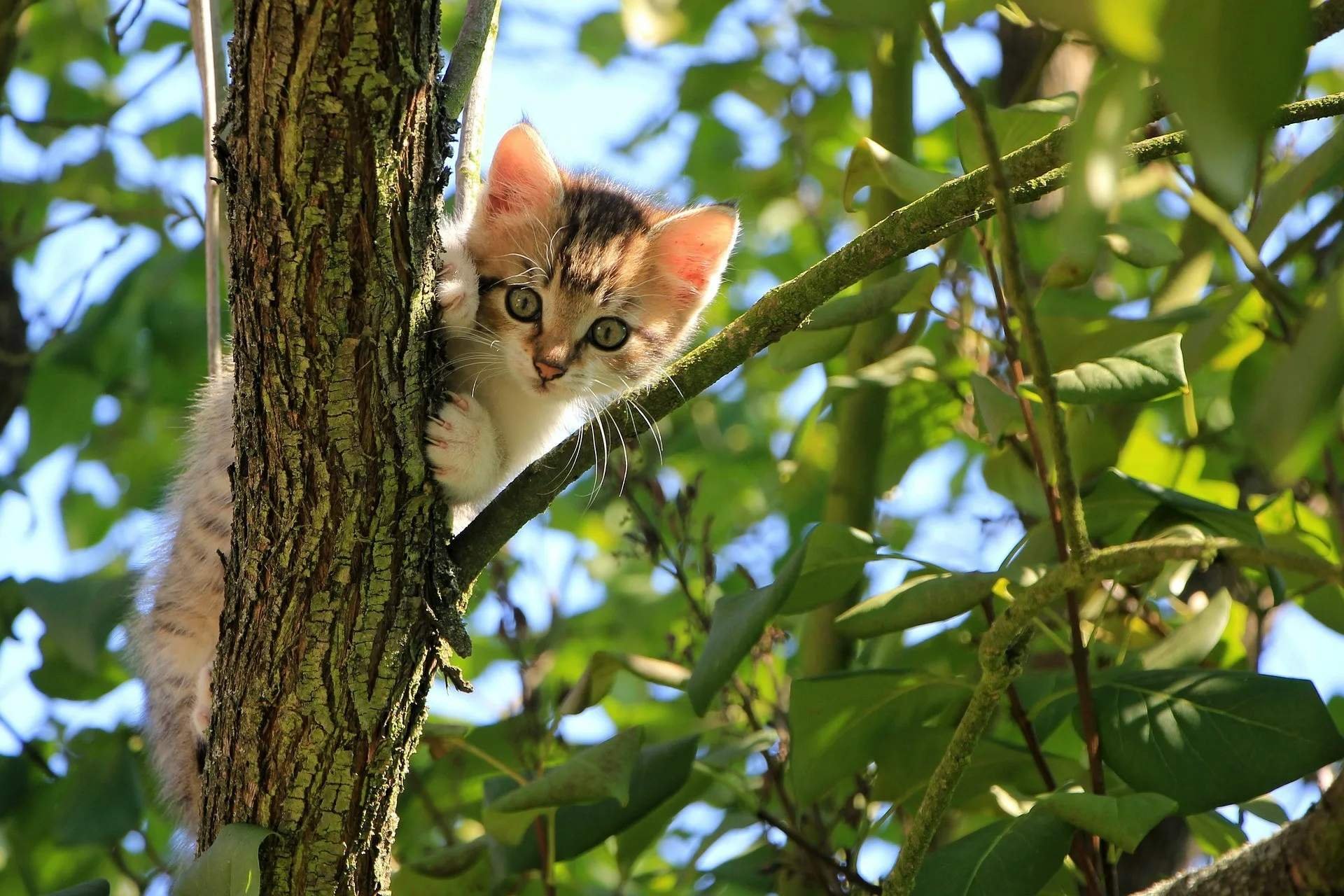 Картинки кошек на дереве
