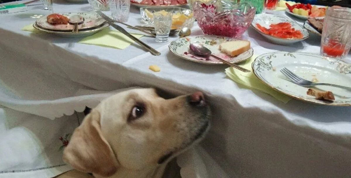 Собака съела рыбу. Собака под столом. Собака выпрашивает еду со стола. Животные и еда. Собака подсталом.