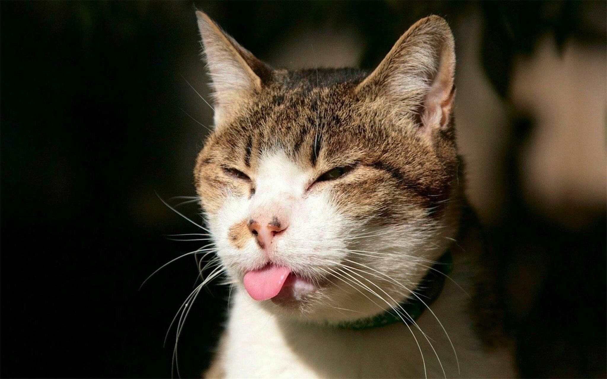 Звуки мемных котов. Коты. Веселый кот. Кот показывает язык. Хитрый котик.