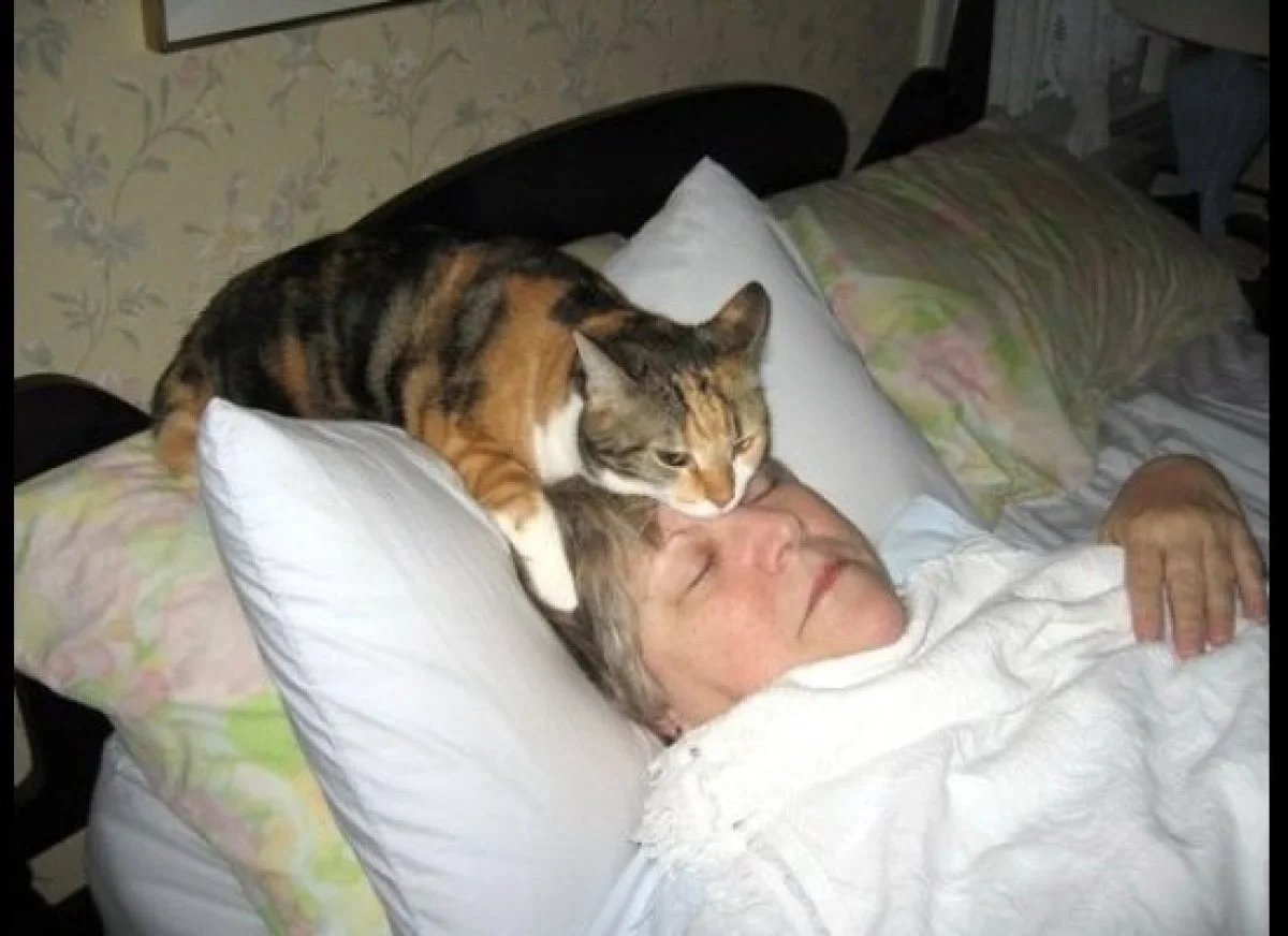 Кот домашний - хозяин. Чувствуют ли кошки хозяев. Кот ластится к хозяйке. Чувствуют ли кошки хозяев. Интересные факты о котах домашних.