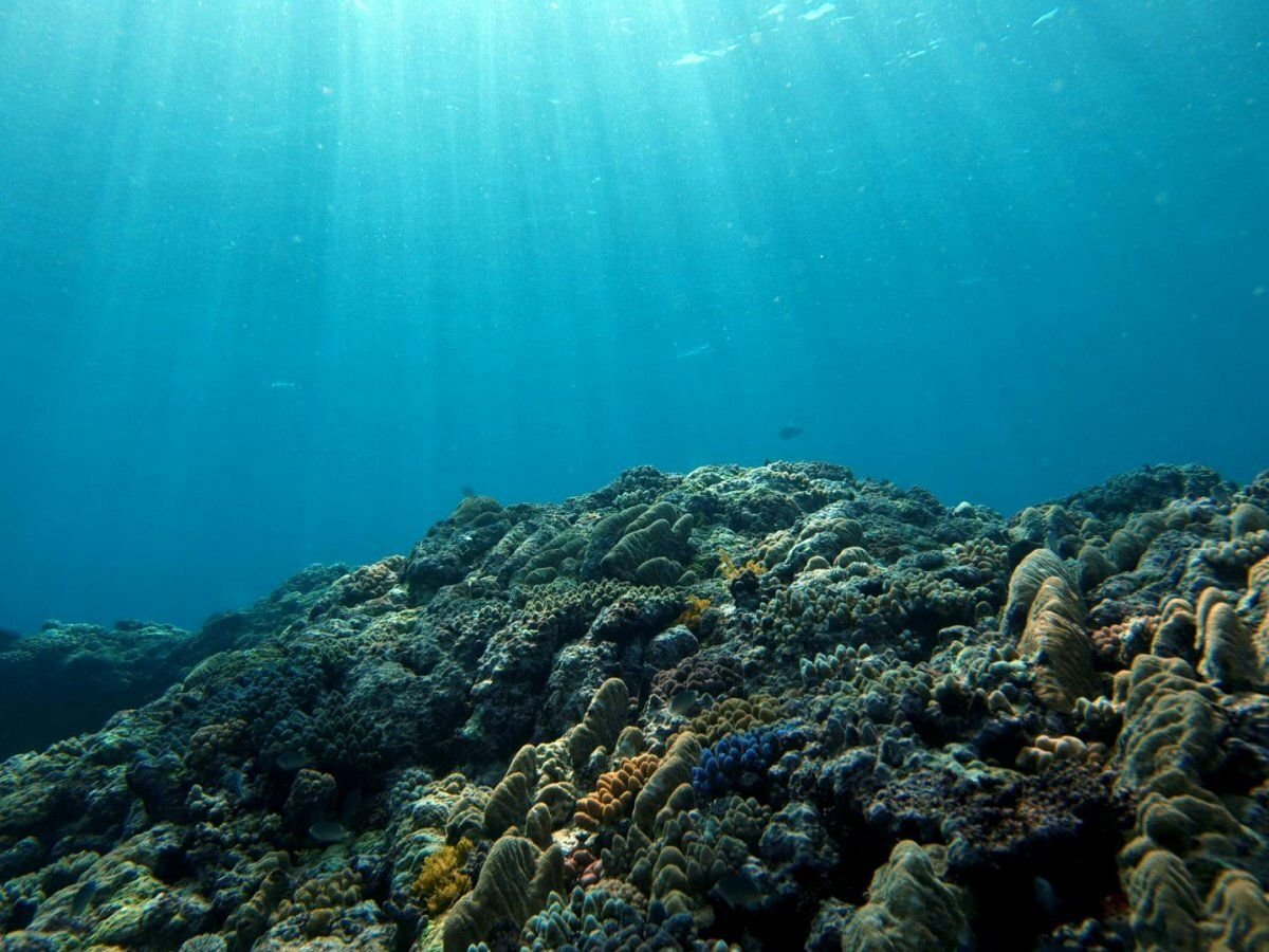 Черное море океан. Дно черного моря сероводород. Дно морей и океанов. Дно Тихого океана. Черное дно океана.