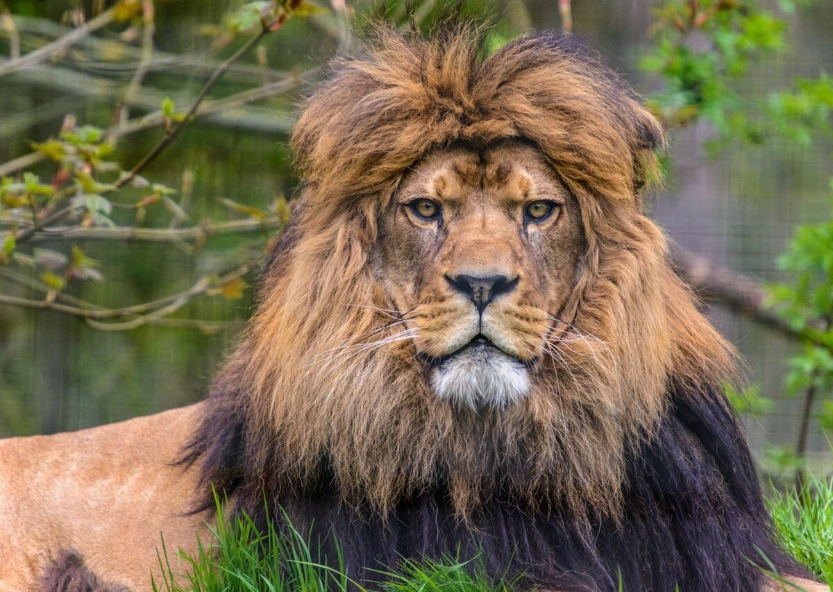 Лев название. Берберийский Лев. Берберийский Лев (Panthera Leo Leo). Берберийский Лев вымерший вид. Капский Лев (Panthera Leo melanochaita).