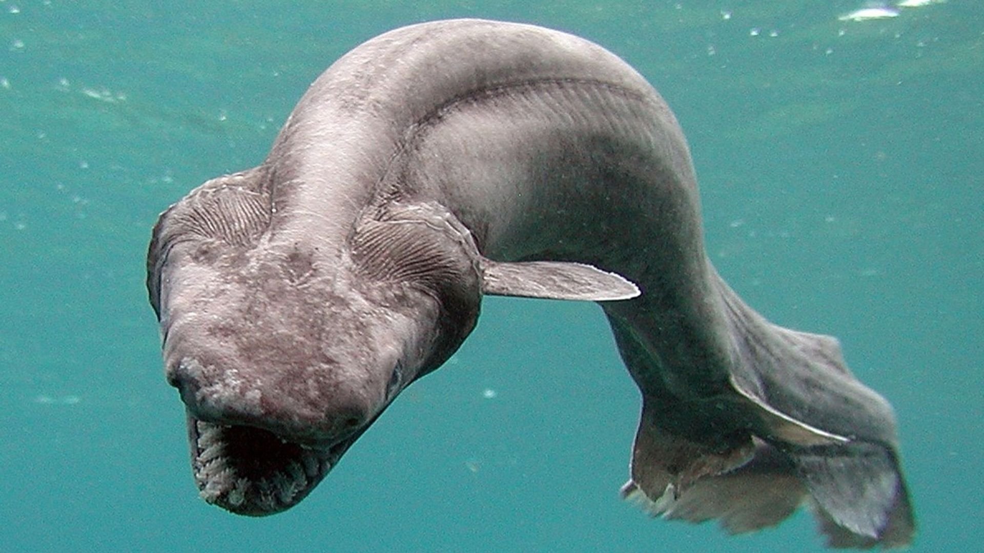 Самые редкие видео. Плащеносная акула Марианская впадина. Chlamydoselachus anguineus. Плащеносная (реликтовая) акула.