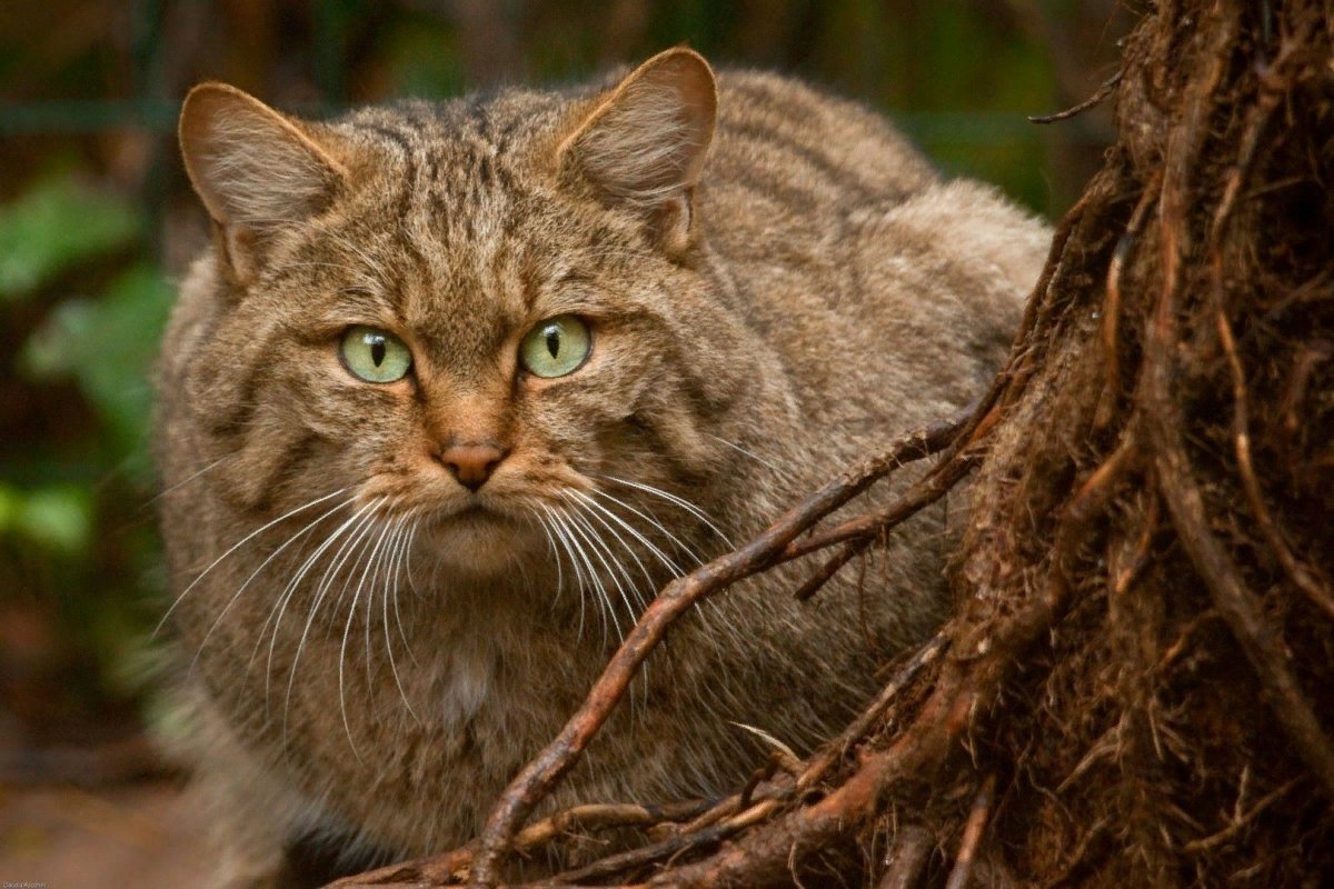 Книга дикий кот. Лесная кошка (Felis Silvestris). Кавказский Лесной кот. Европейский Лесной кот камышовый. Кавказский дикий Лесной кот.