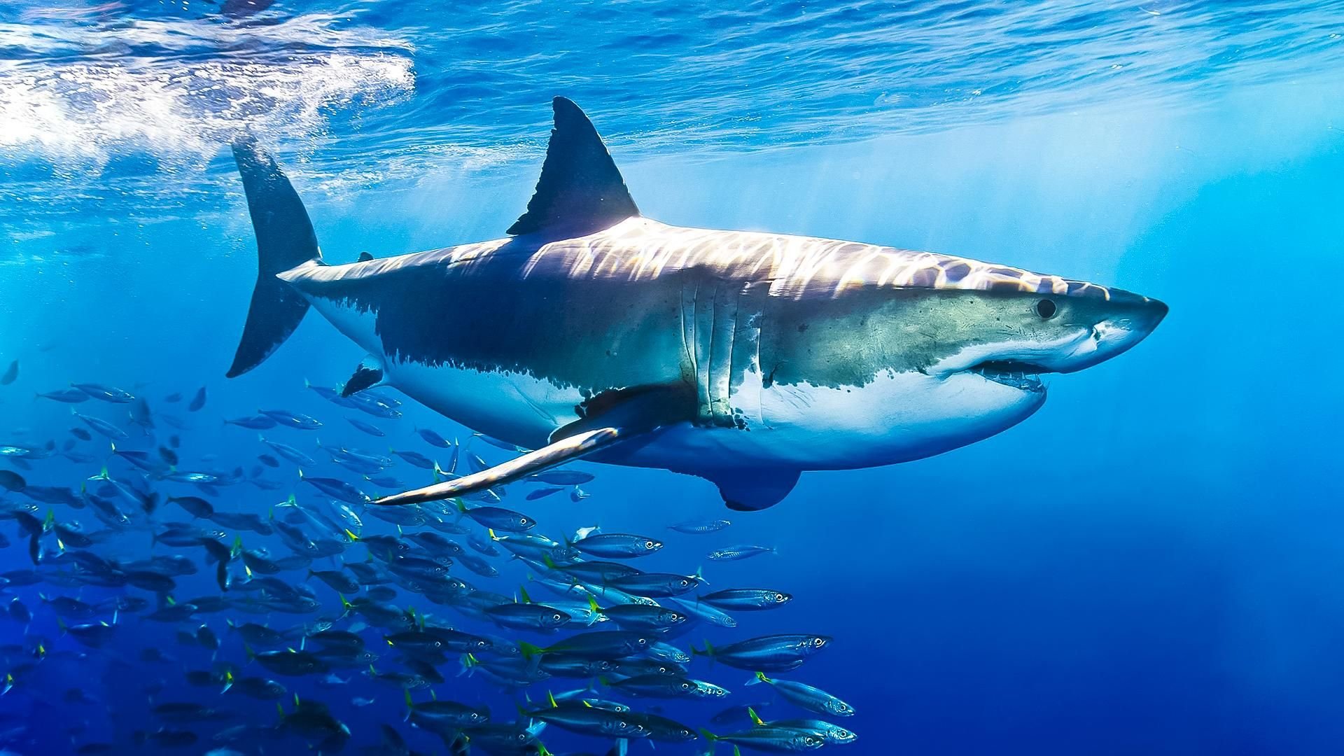 Большая белая акула (great White Shark)