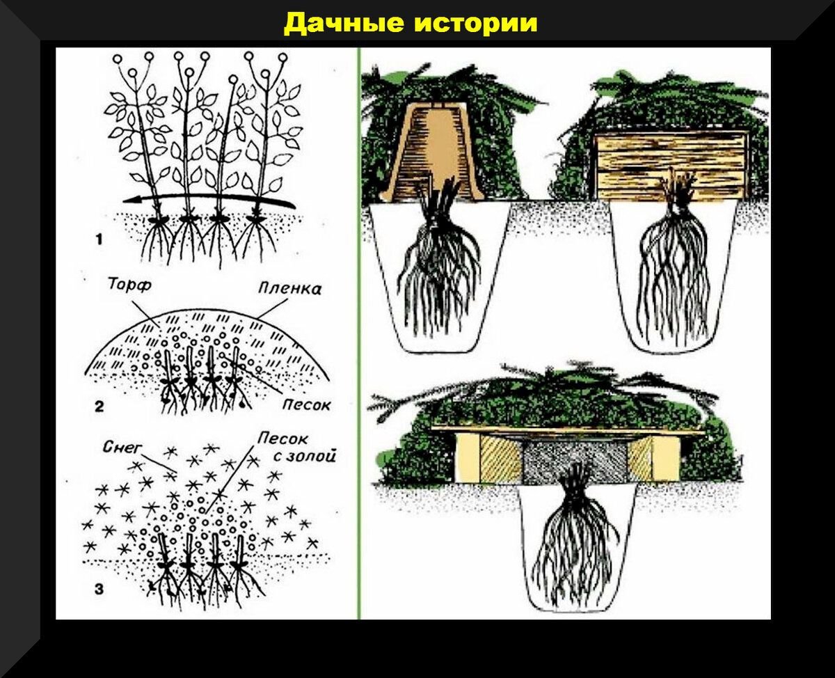 Обрезанный клематис