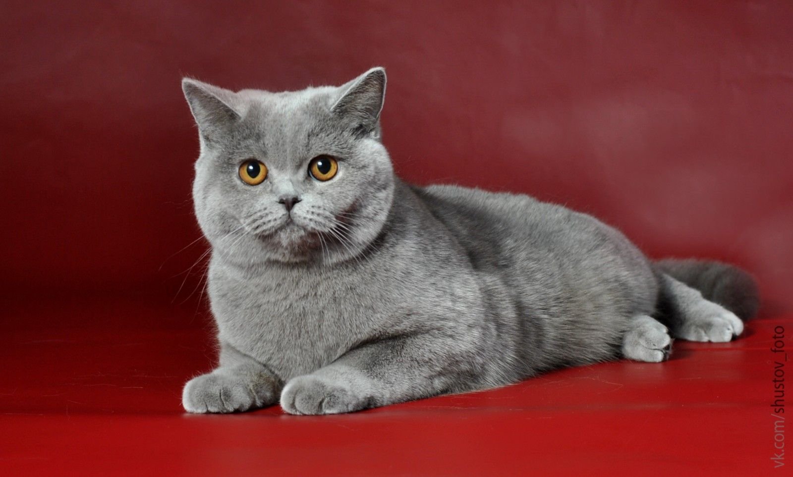 Британская прямоухая кошка фото и описание
