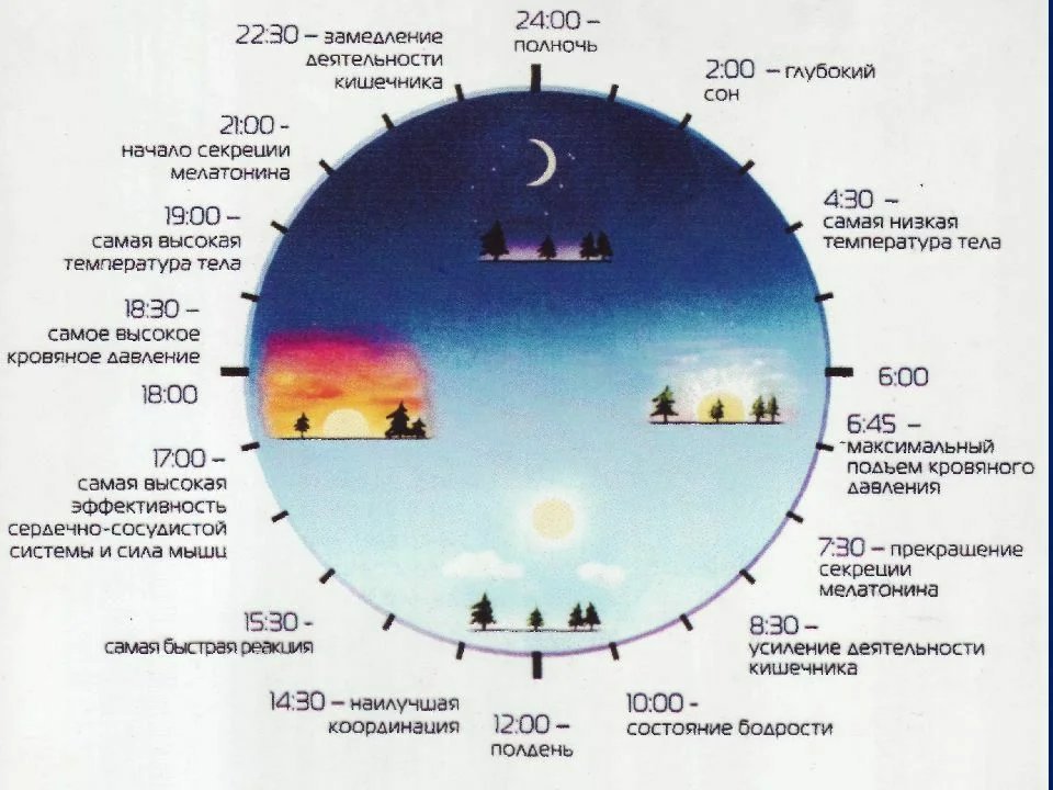 В течение какого времени года. Сон биоритмы циркадные ритмы. Суточные циклы человека таблица. Таблица сна циркадные биоритмы. Циркадные циклы человека , биологические часы.