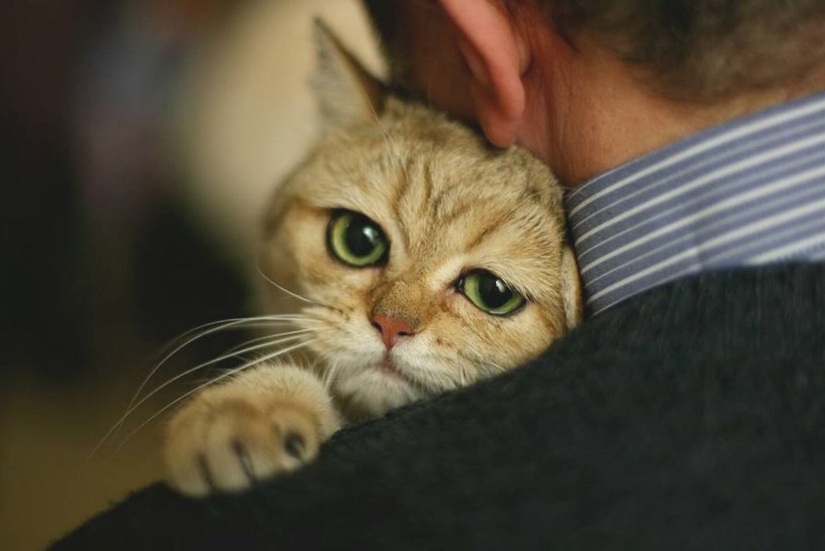 А они меня. Кошки преданные хозяину. Кошка верна хозяину. Кошка предатель. Кошки могут предать хозяина.