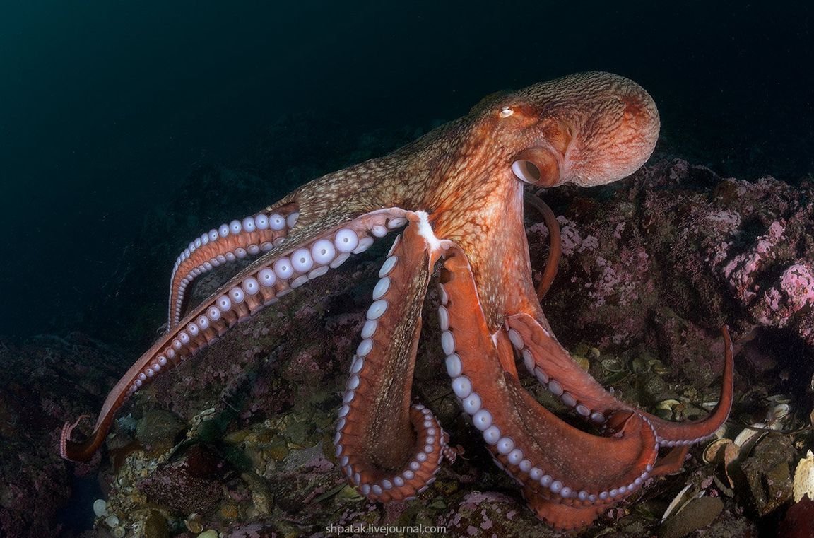 Octopus animal. Осьминог Дофлейна. Осьминог Дофлейна гигантский. Гигантский Тихоокеанский осьминог. Дальневосточный гигантский осьминог.