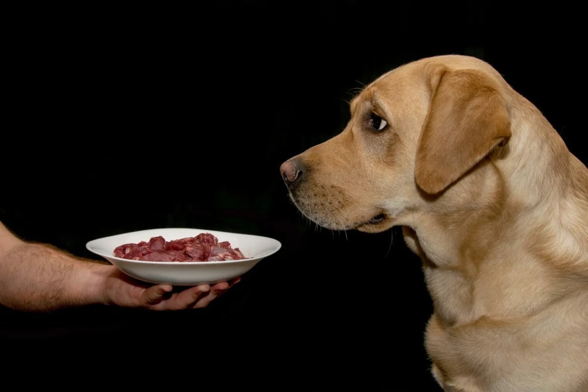 Можно ли собаке давать курицу. Собака кушает. Еда для собак. Корм для собак. Кормление собак.