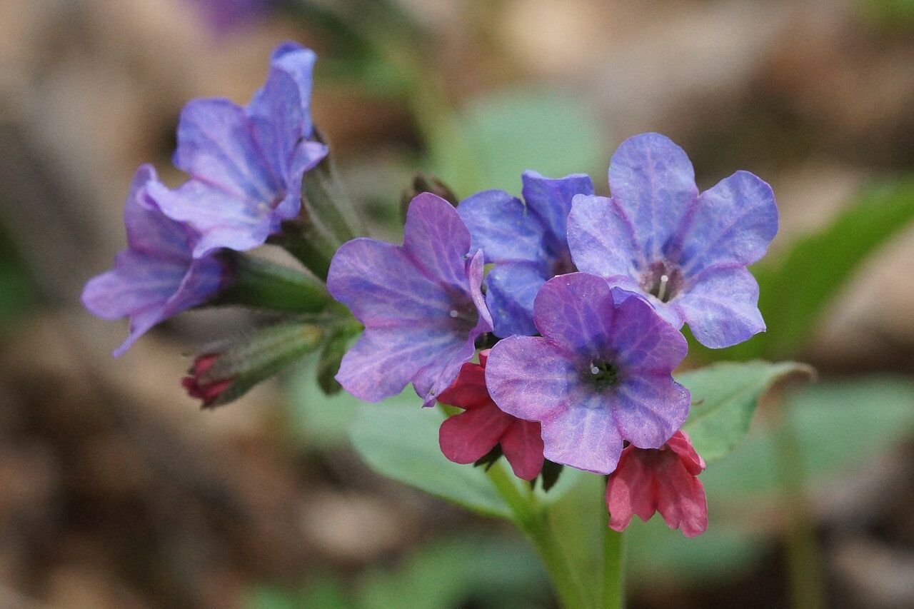 Медуница 4. Медуница неясная. Медуница цветок. Медуница неясная (Pulmonaria Obscura). Медуница Лесная цветок.