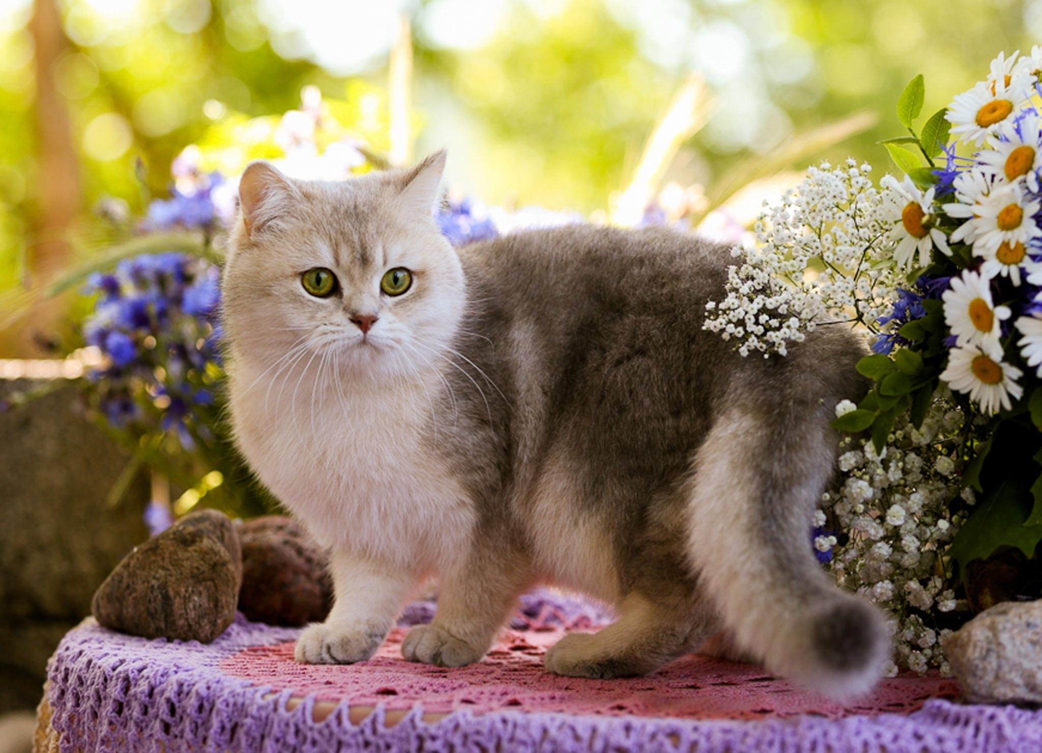 Заставки котиков. Британская кошка Кьяра. Красивые кошечки. Красивые коты. Красивый кот.