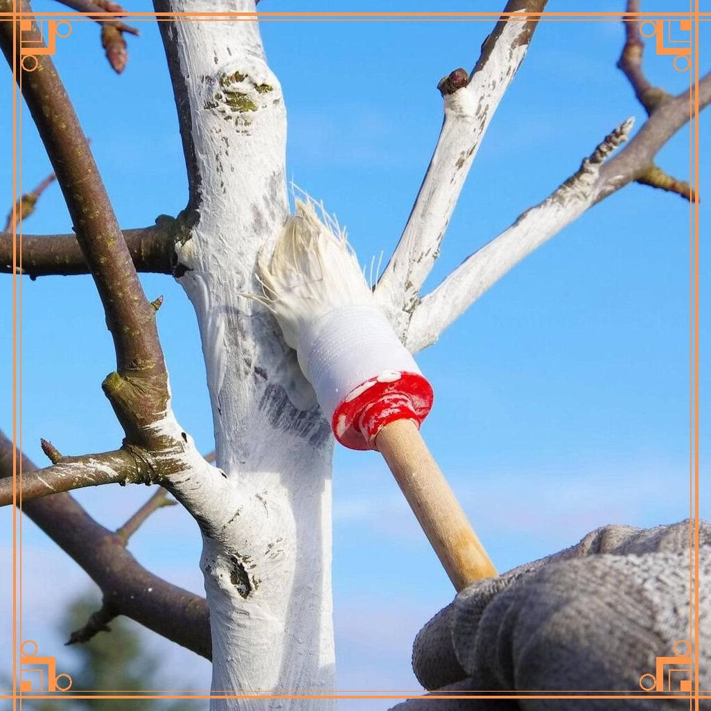 Побелка деревьев осенью температура. Покрасить деревья в саду. Побелка деревьев. Правильная побелка деревьев. Побелка деревьев для чего.