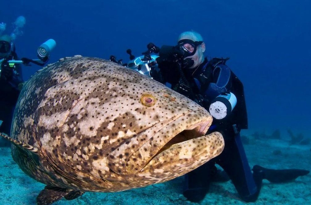 Морской окунь самый большой в мире фото