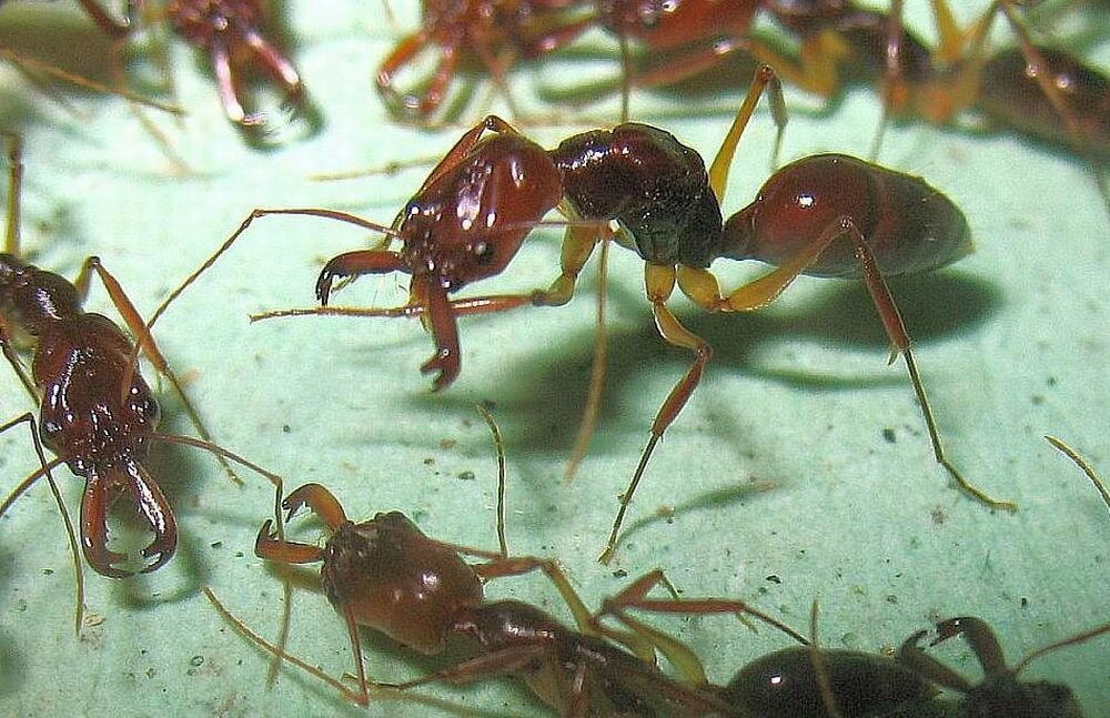 В африке водятся муравьи которые устраивают. Муравей одонтомахус. Муравьи мегапонера. Тетрапонера руфонигра муравьи. Odontomachus матка.