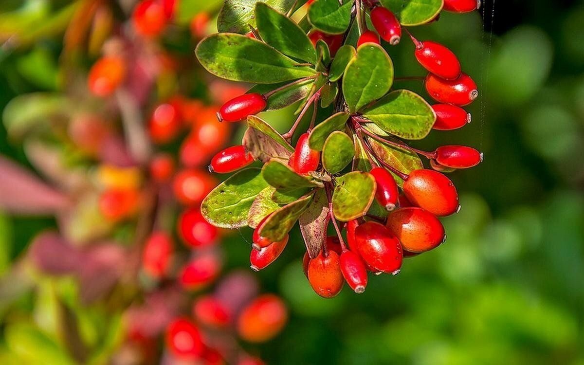 Растения кустарники. Барбарис обыкновенный Berberis vulgaris. Барбарис обыкновенный пурпурный. Барбарис продолговатый Berberis oblonga. Барбарис Мишель.