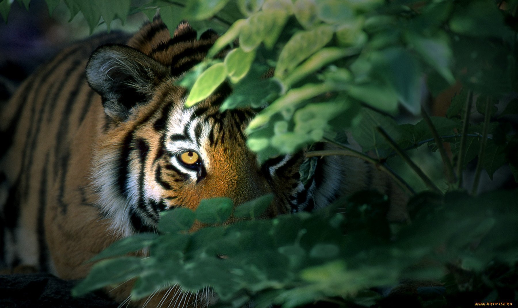Тигр в засаде
