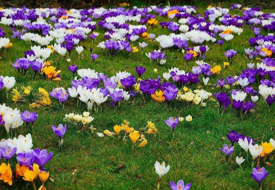 Какие цветы в мае россия